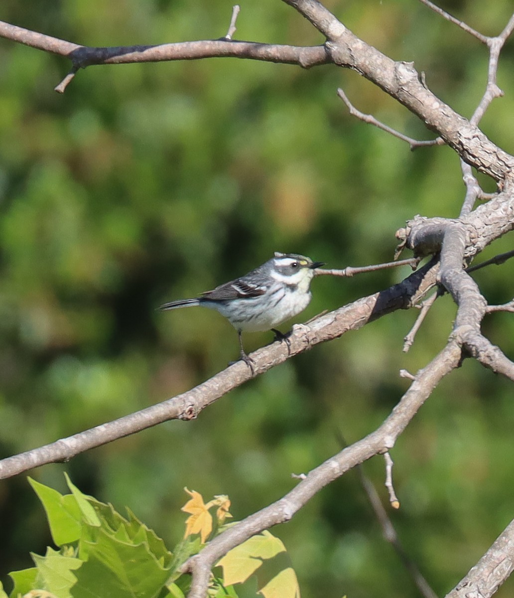 Black-throated Gray Warbler - Teresa Palos