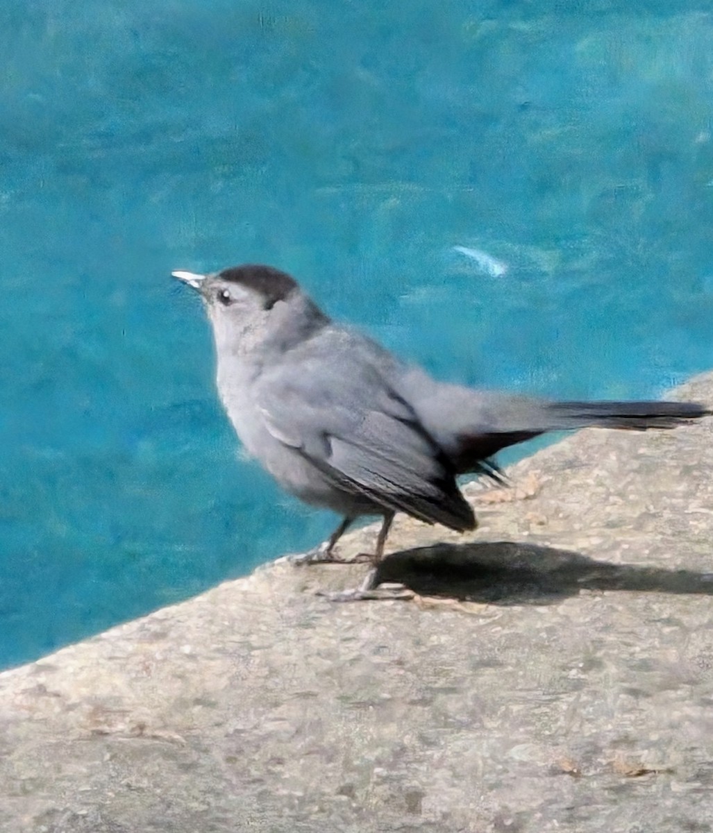 Gray Catbird - Robert J.  Synnett