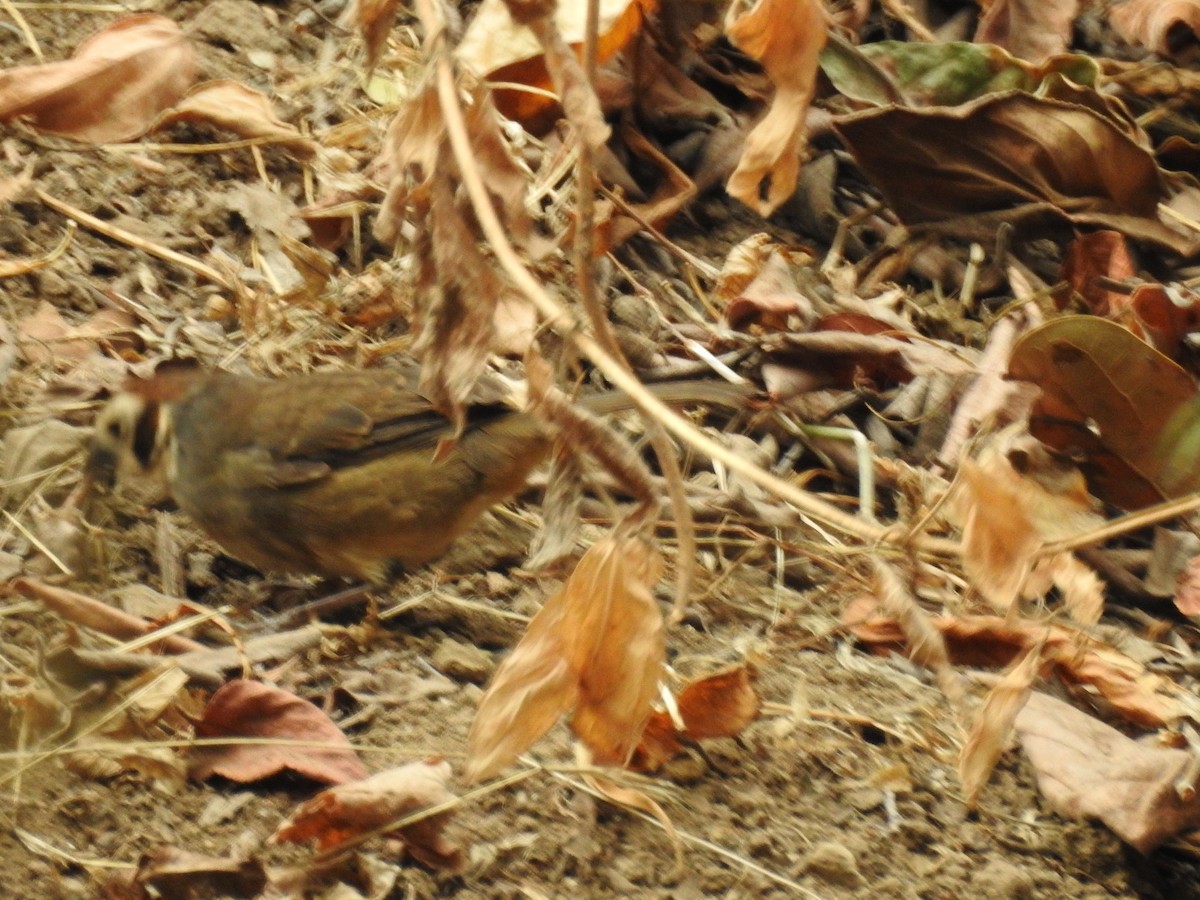 White-faced Ground-Sparrow - ML618020681