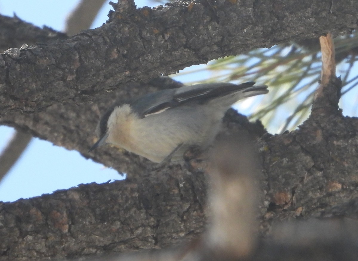 White-breasted Nuthatch - ML618020709