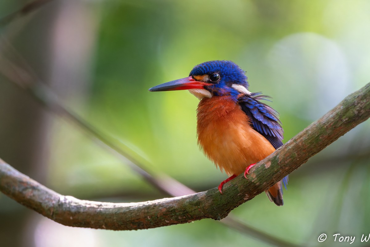 Blue-eared Kingfisher - ML618020736
