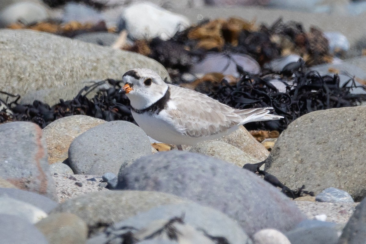 Piping Plover - ML618020739