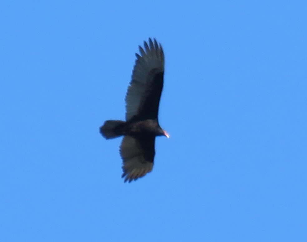 Turkey Vulture - ML618020744