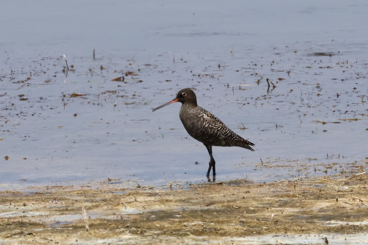 Spotted Redshank - ML618020745