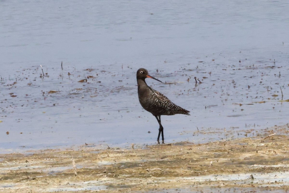 Spotted Redshank - ML618020746