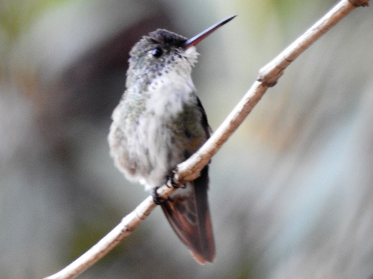 Azure-crowned Hummingbird - ML618020749