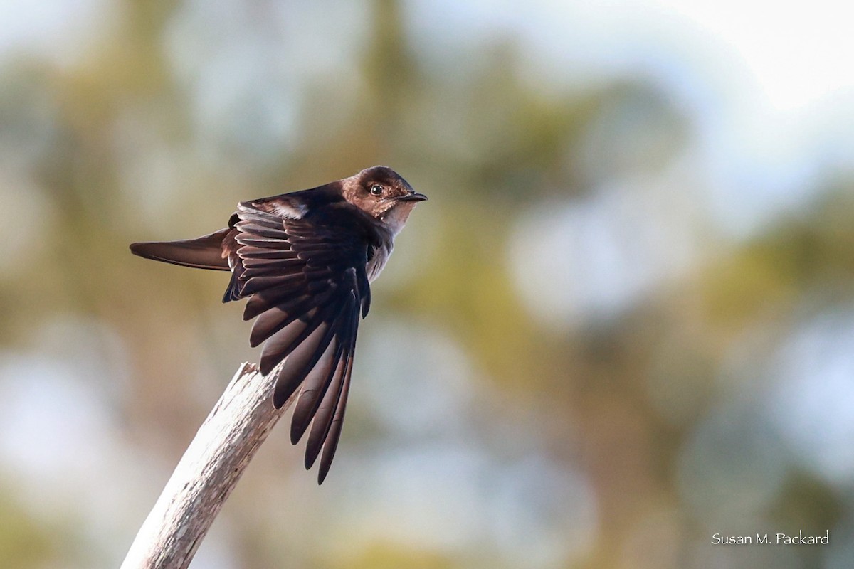 Northern Rough-winged Swallow - ML618020767