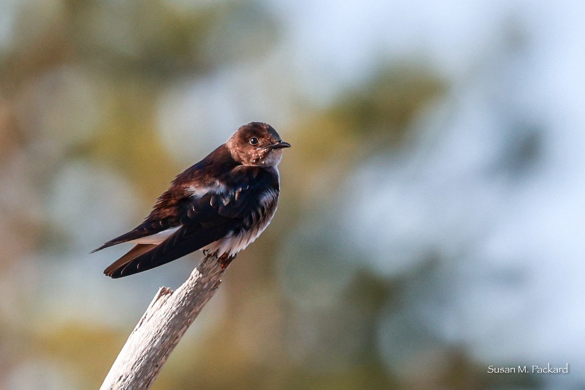 Northern Rough-winged Swallow - Susan Packard