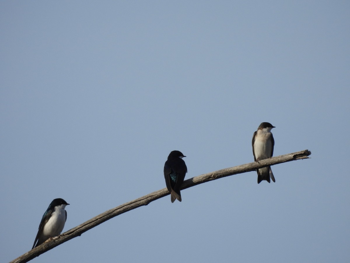 Tree Swallow - Annik Paquet