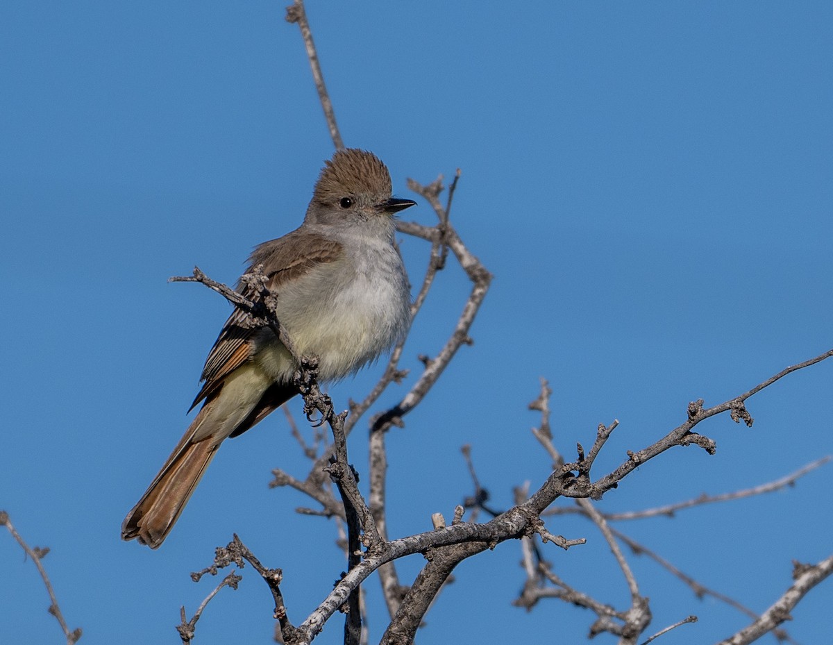 Ash-throated Flycatcher - Mike Henry