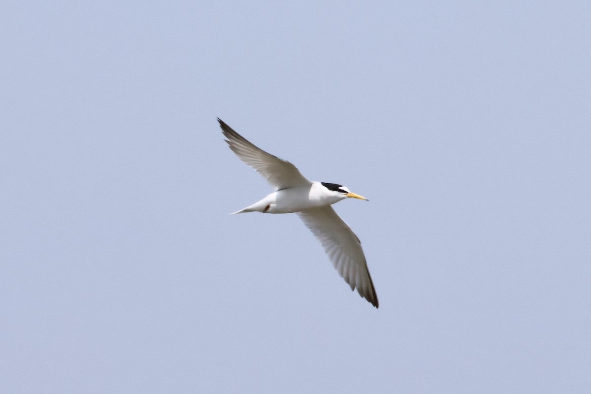 Little Tern - ML618020785