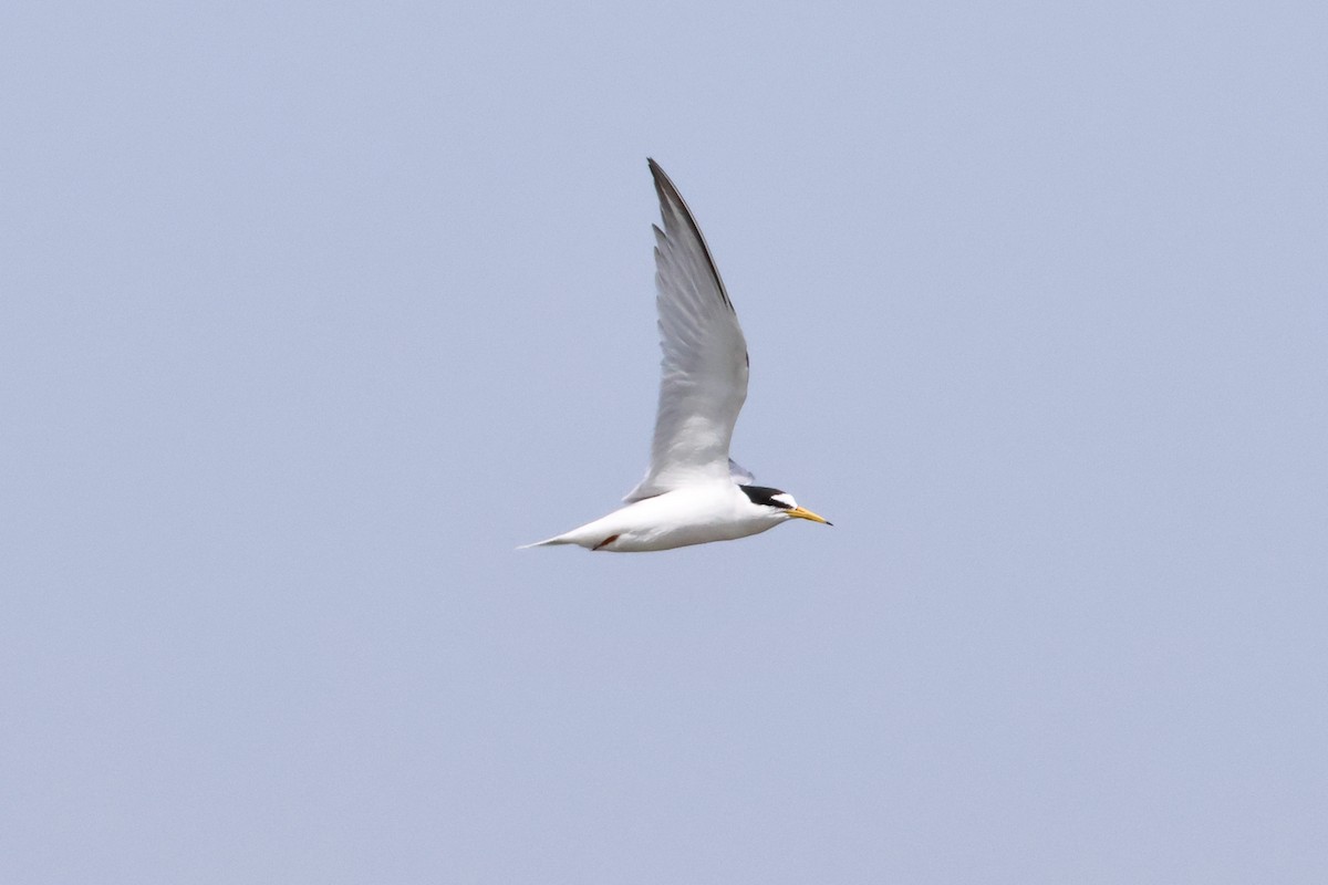 Little Tern - Christian Goenner