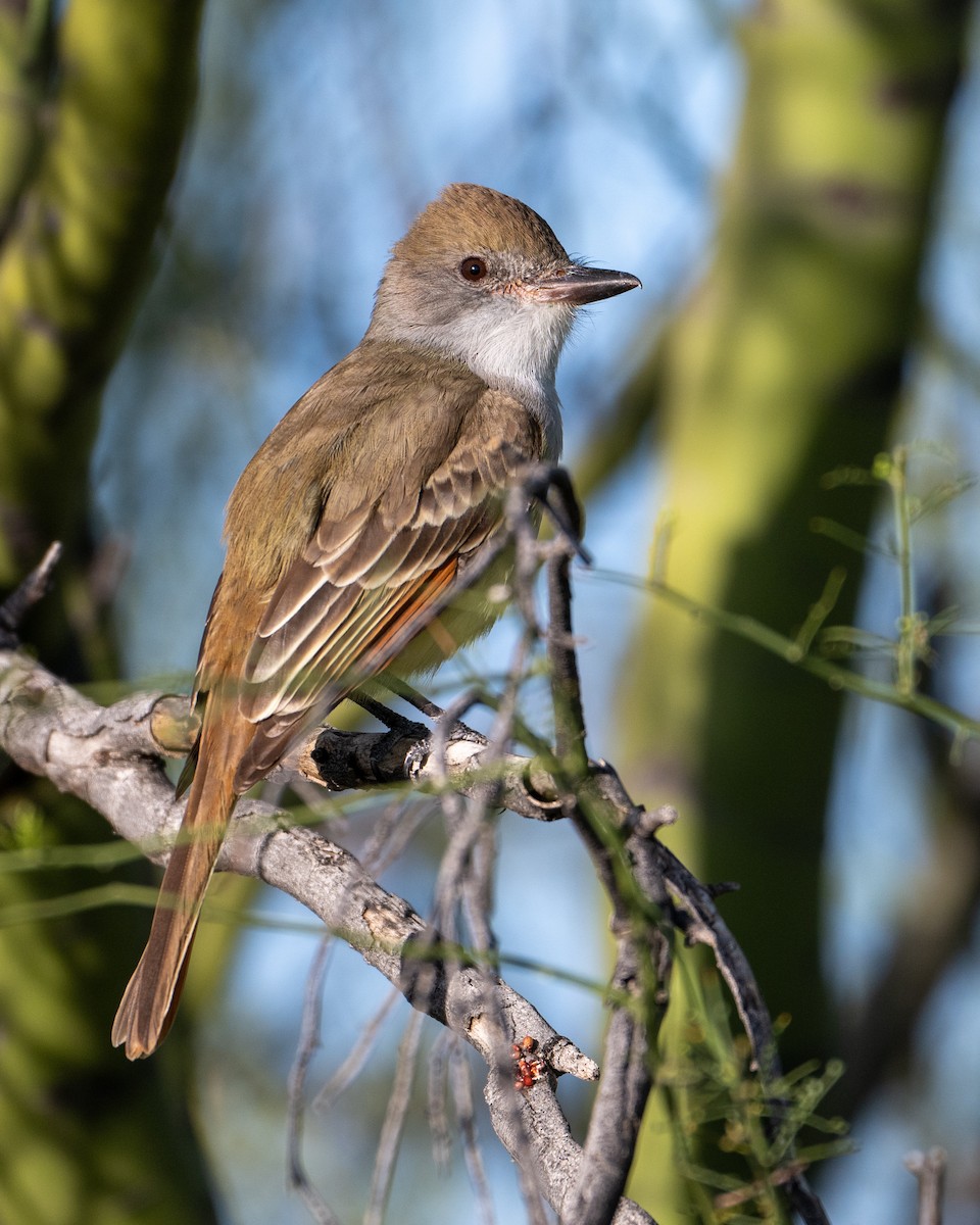 Brown-crested Flycatcher - Mike Henry