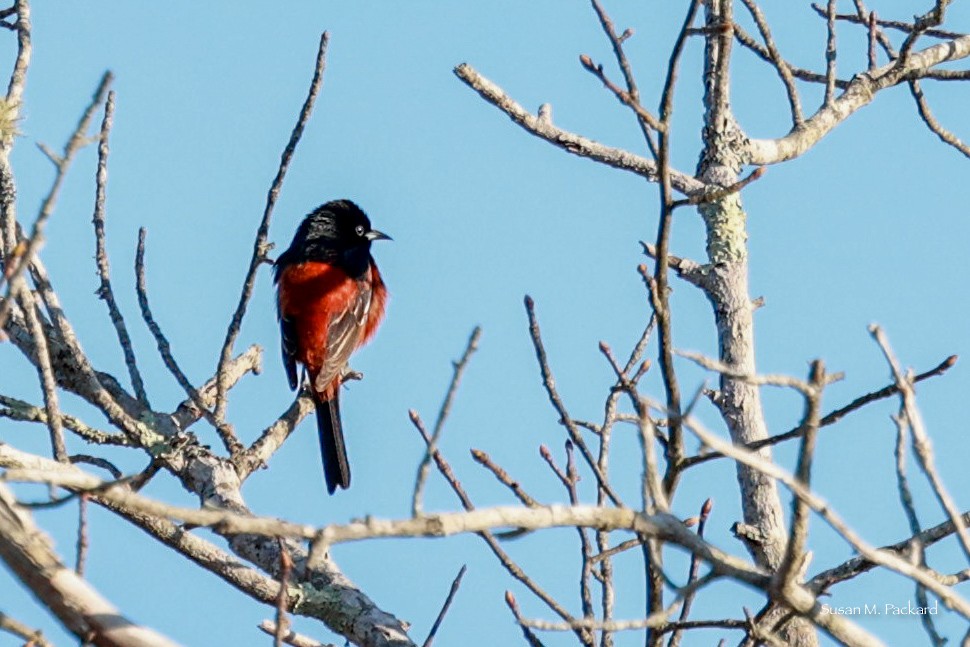 Orchard Oriole - Susan Packard