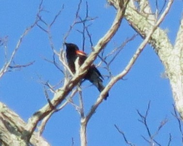 Red-winged Blackbird - Roger Debenham