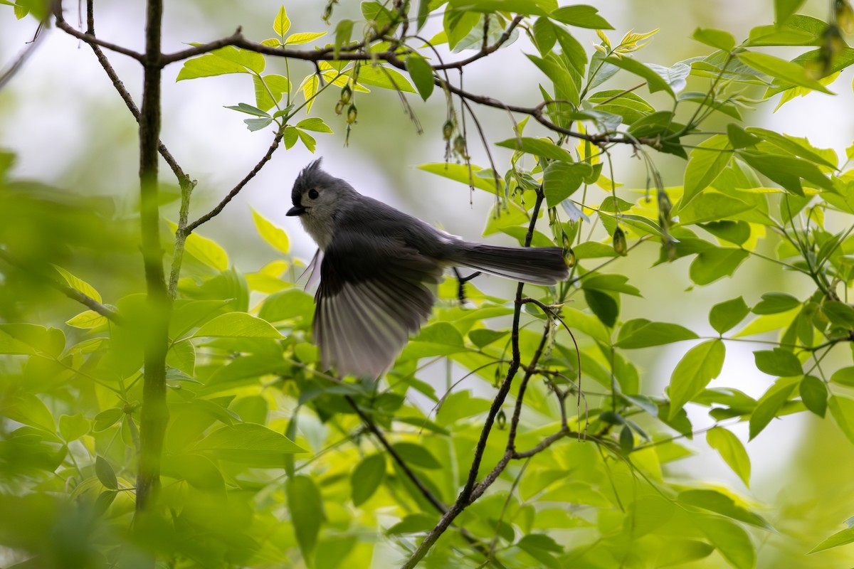 Tufted Titmouse - Billy Tran