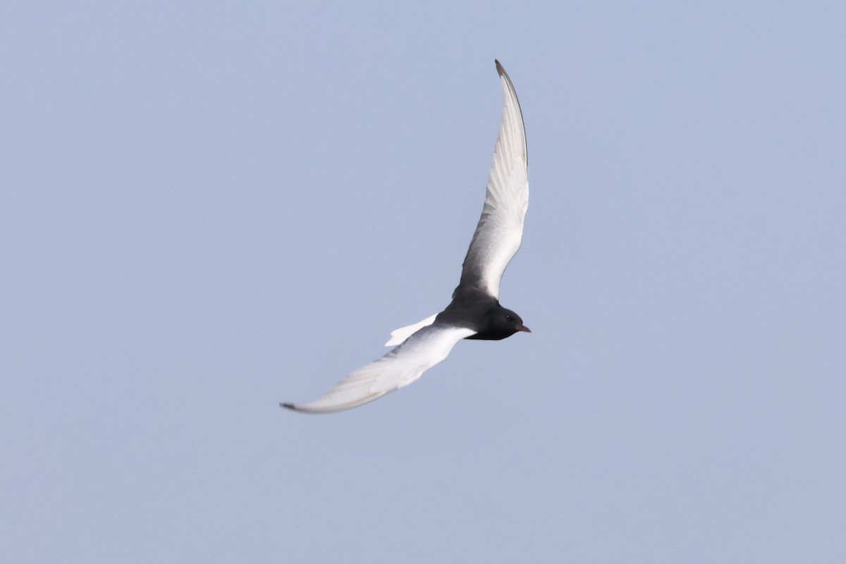 White-winged Tern - ML618020847