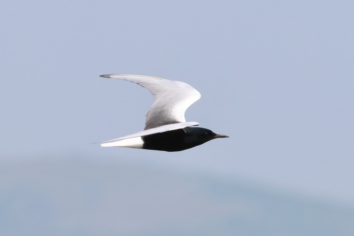 White-winged Tern - ML618020848