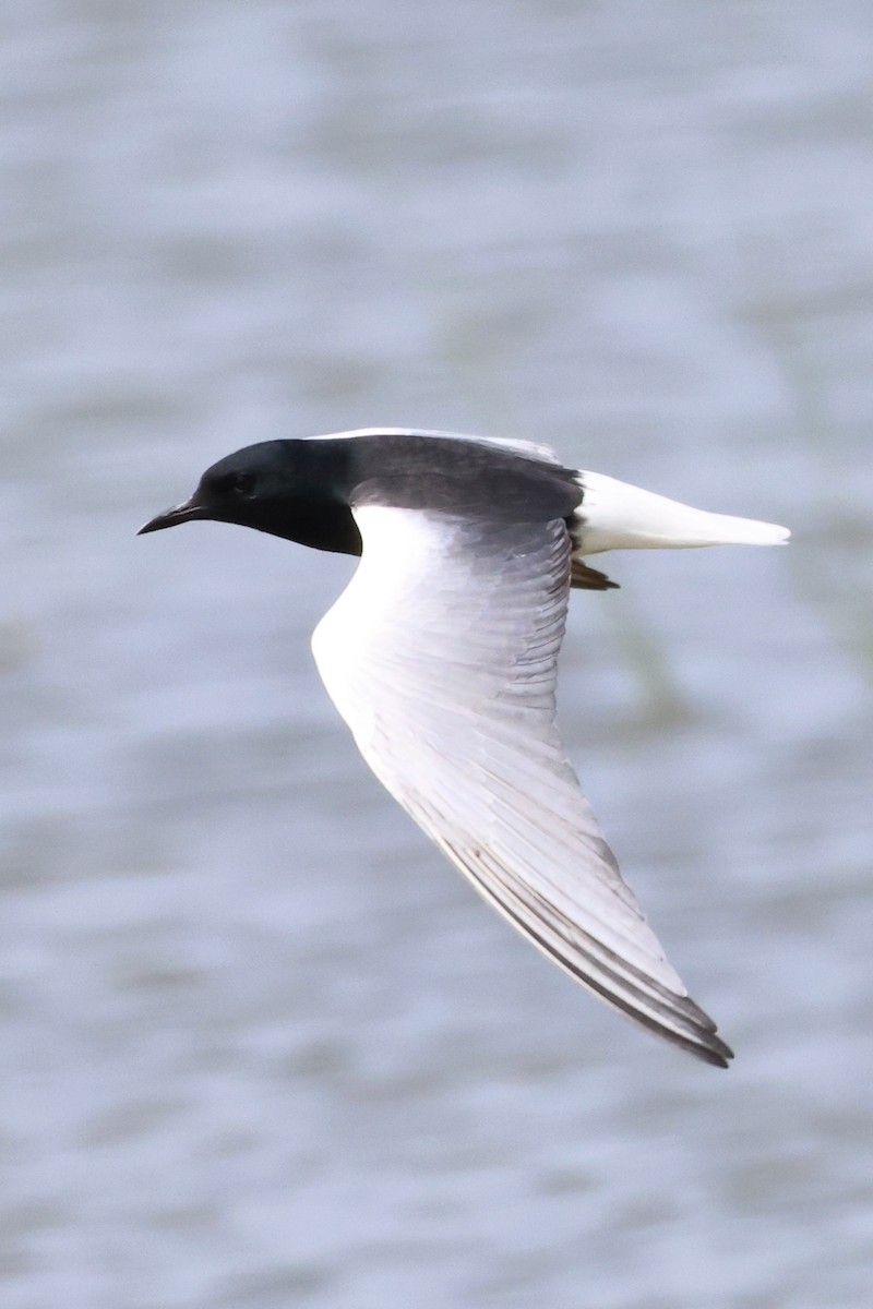 White-winged Tern - ML618020849