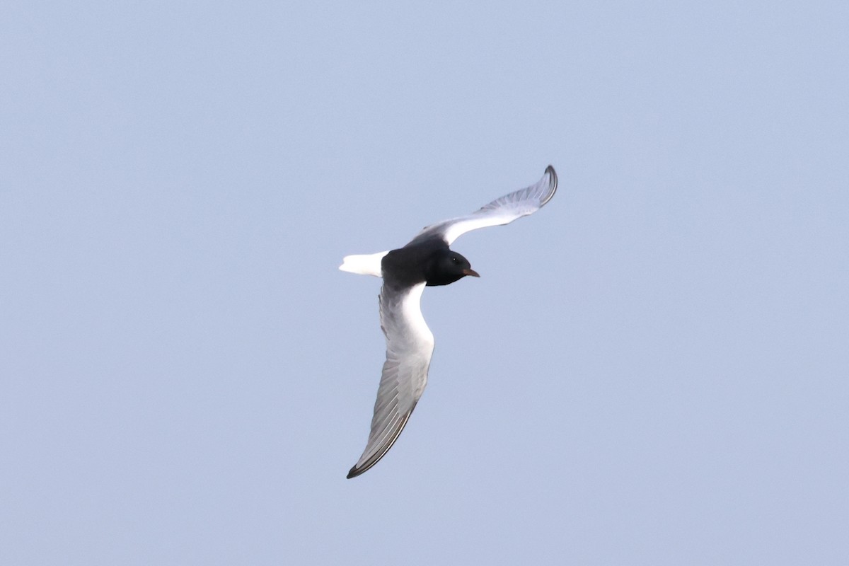 White-winged Tern - ML618020850