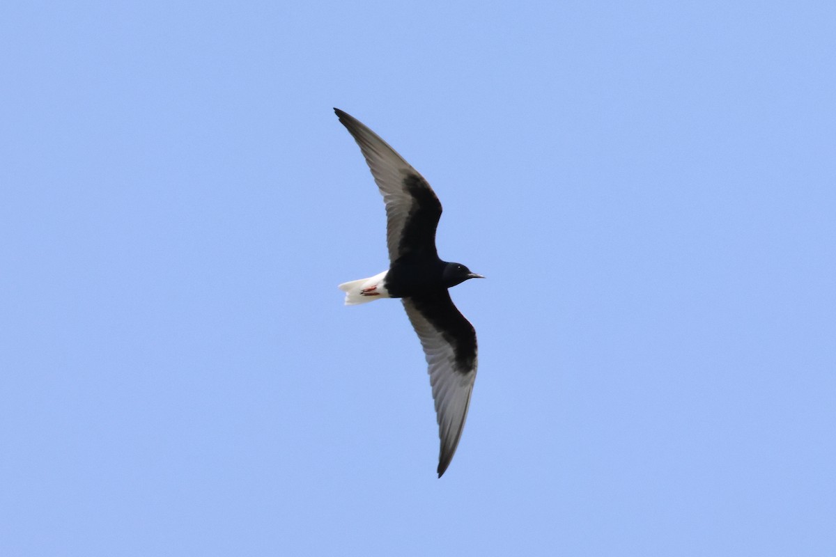 White-winged Tern - ML618020851