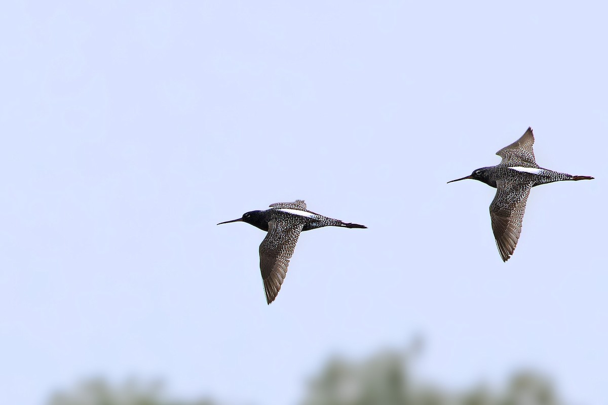 Spotted Redshank - ML618020883