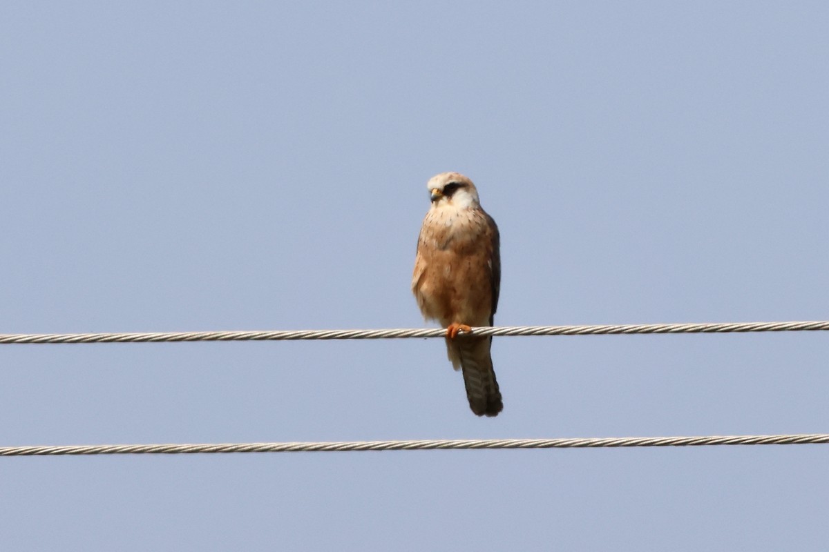 Red-footed Falcon - Christian Goenner