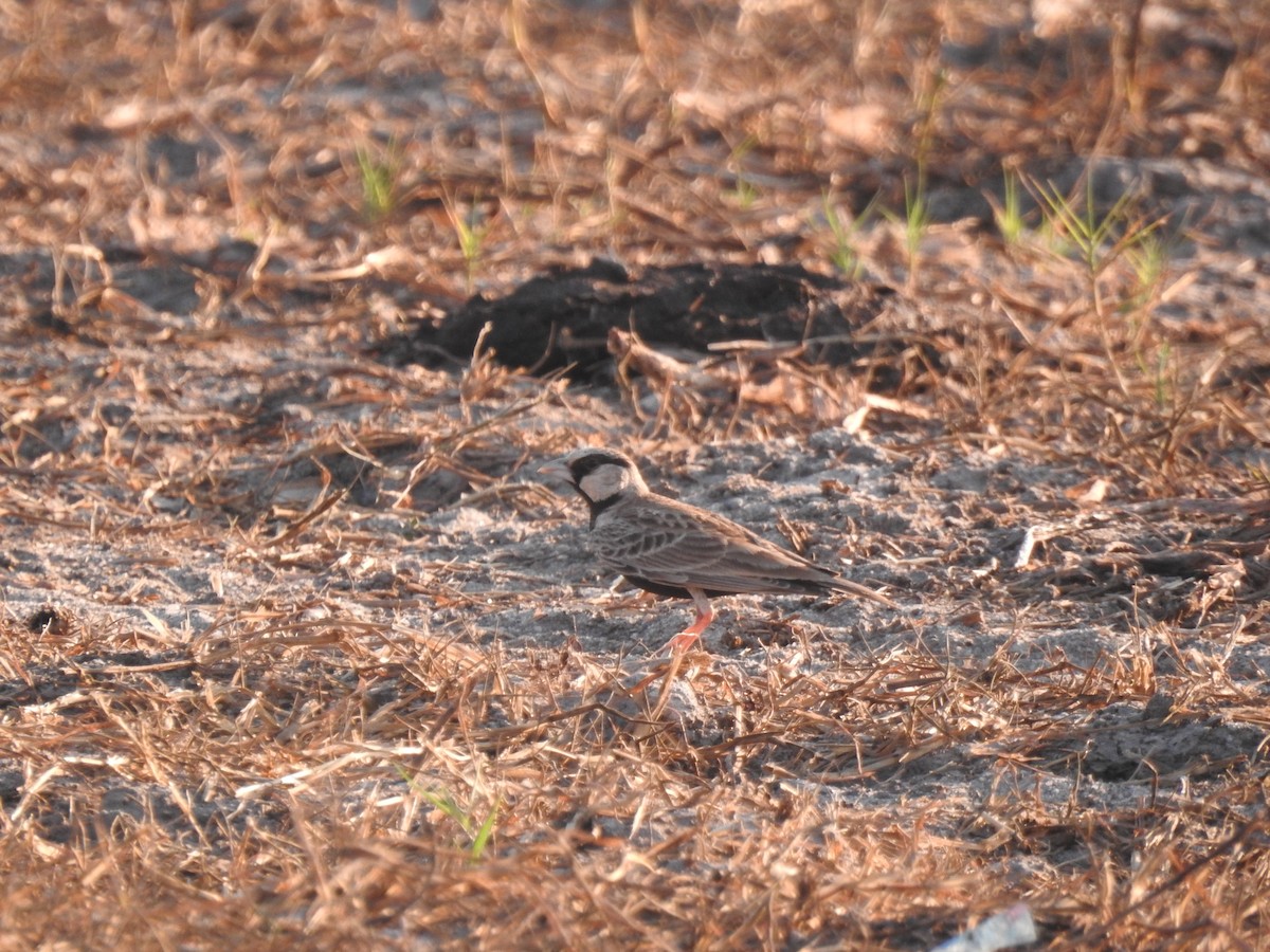 Ashy-crowned Sparrow-Lark - Baranidharan S