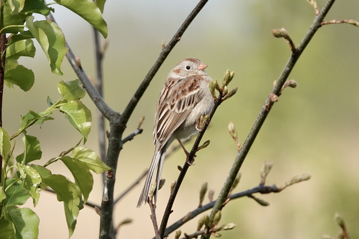Field Sparrow - Benjamin Weihe