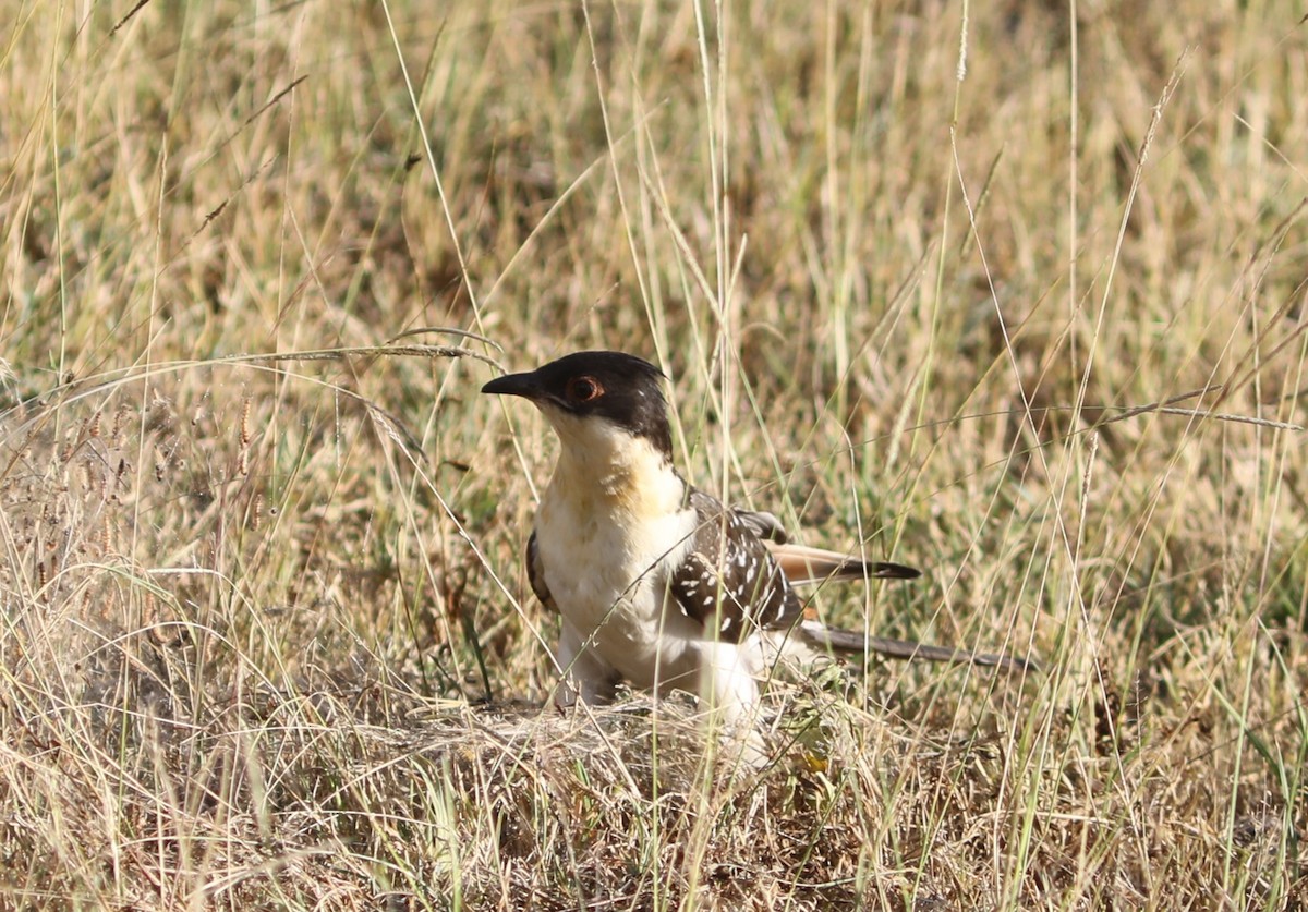 Great Spotted Cuckoo - ML618020994
