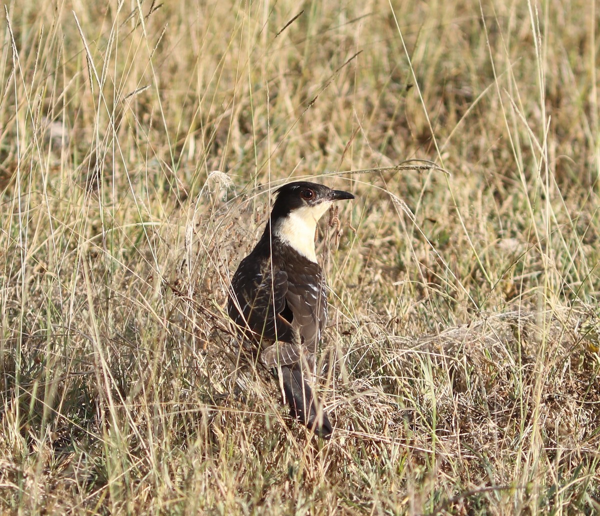 Great Spotted Cuckoo - ML618020995