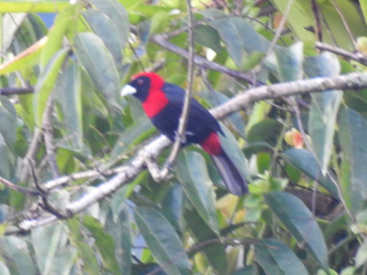 Crimson-collared Tanager - Marco Costa