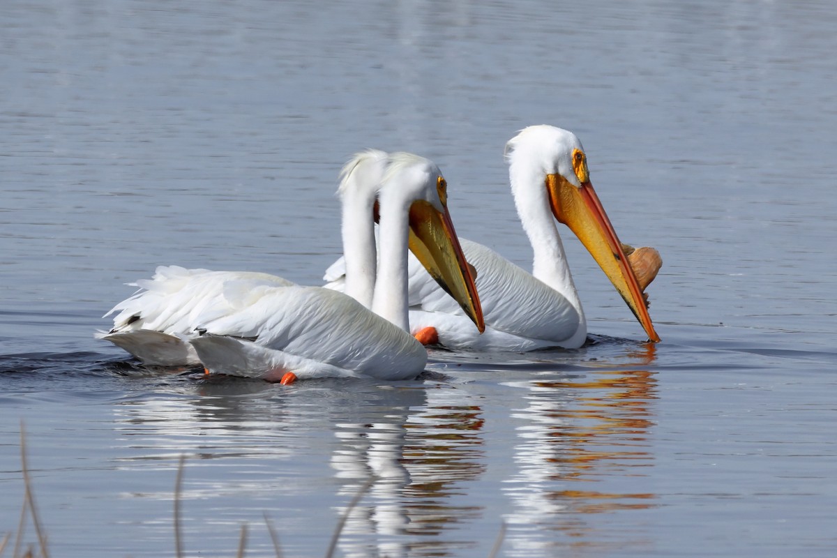 pelikán severoamerický - ML618021009