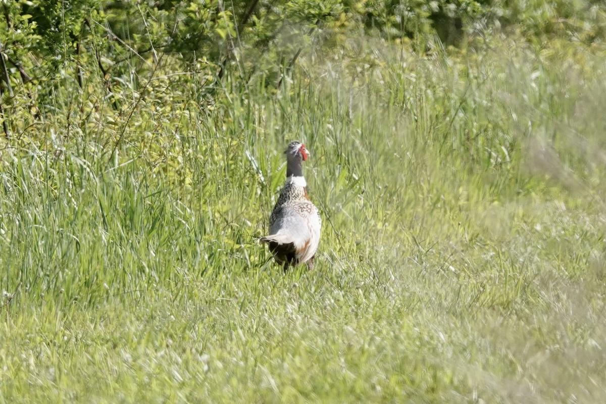 Ring-necked Pheasant - ML618021013