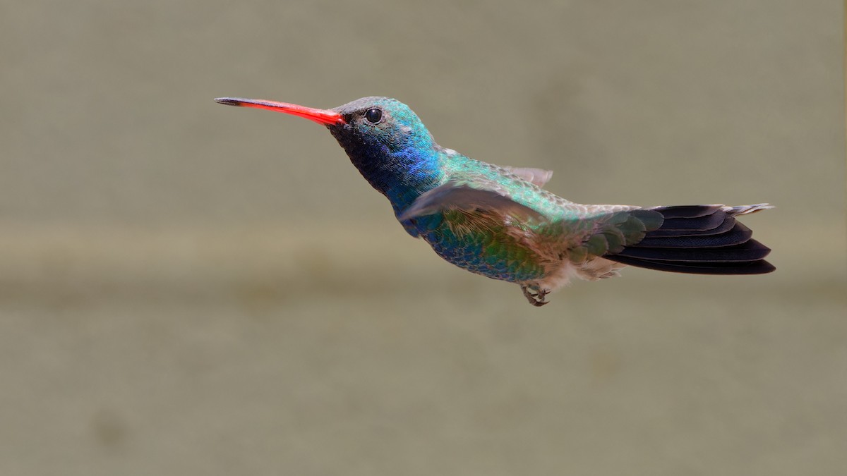Broad-billed Hummingbird - Bob Scheidt