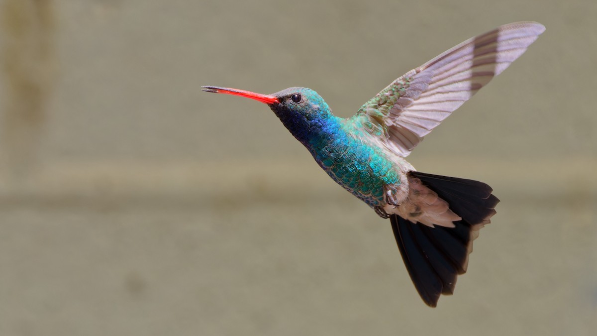 Broad-billed Hummingbird - ML618021025
