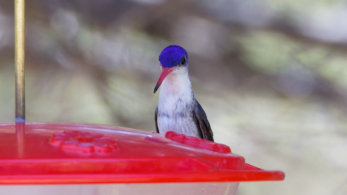 Violet-crowned Hummingbird - ML618021040