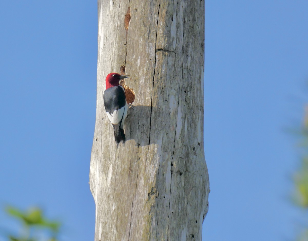 Red-headed Woodpecker - ML618021050