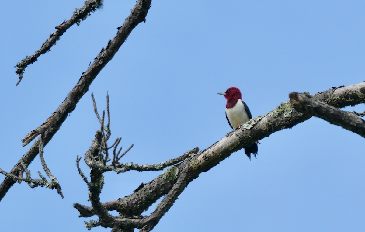 Red-headed Woodpecker - ML618021051