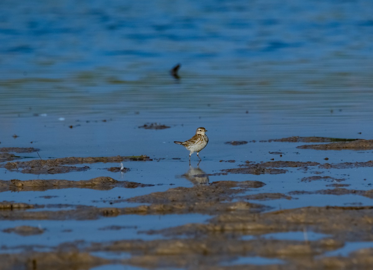 Water Pipit - ML618021065