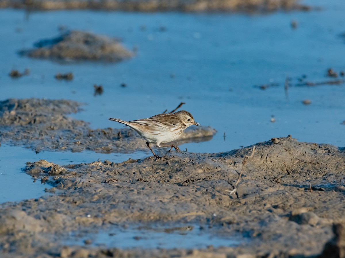 Water Pipit - ML618021066