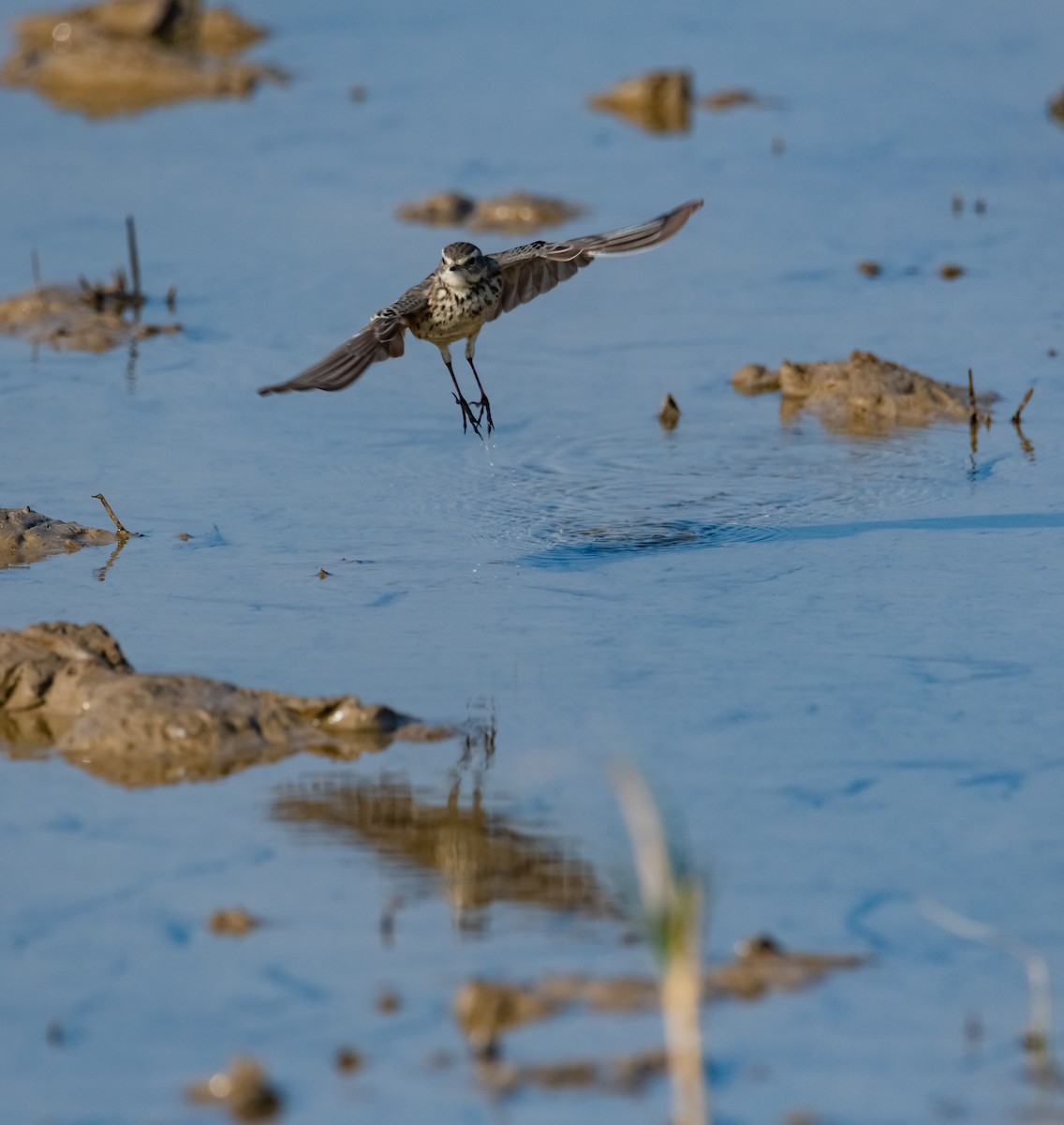 Water Pipit - ML618021067