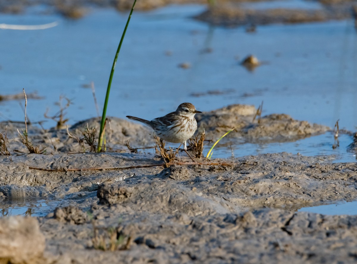 Water Pipit - ML618021068