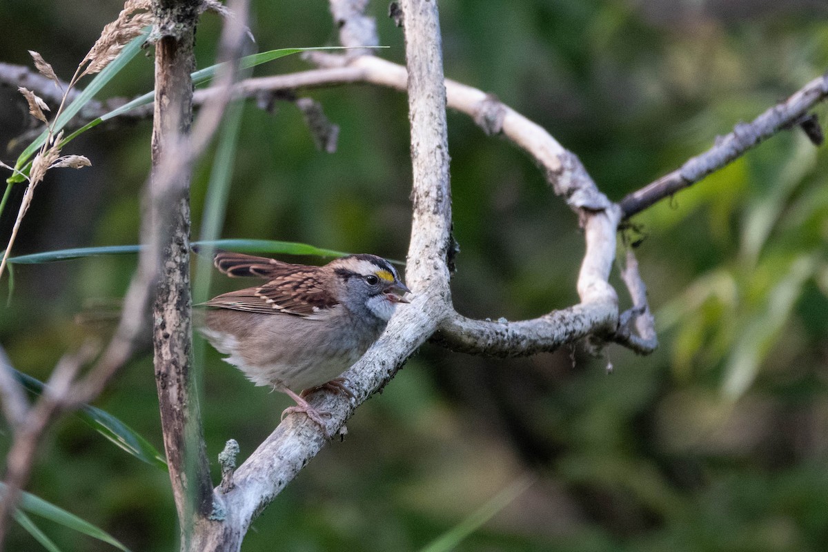 White-throated Sparrow - ML618021072