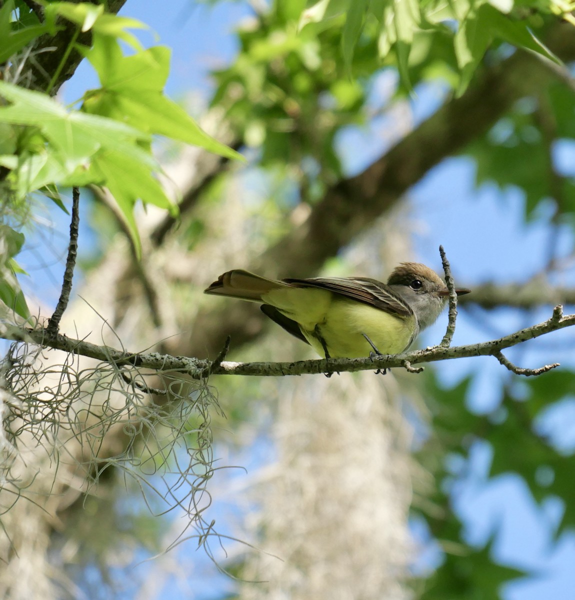 Great Crested Flycatcher - ML618021073