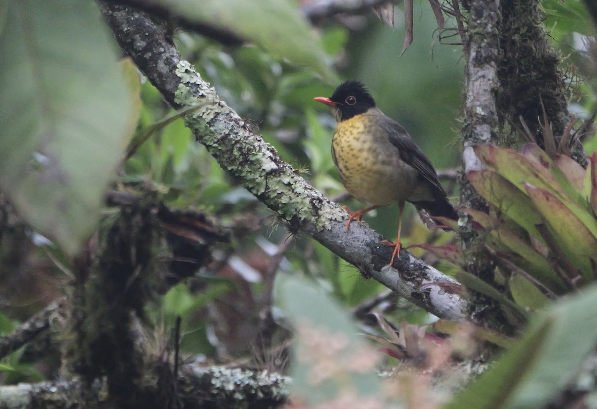 Yellow-throated Nightingale-Thrush - ML618021094