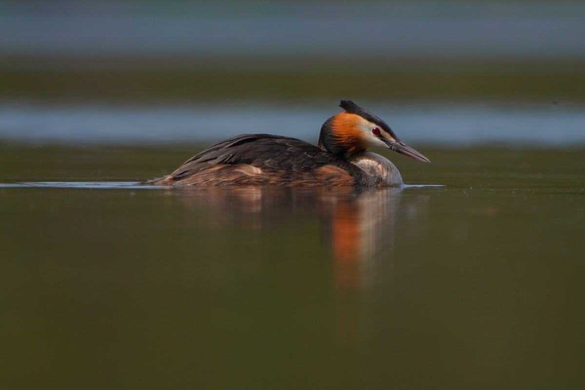 Great Crested Grebe - ML618021103