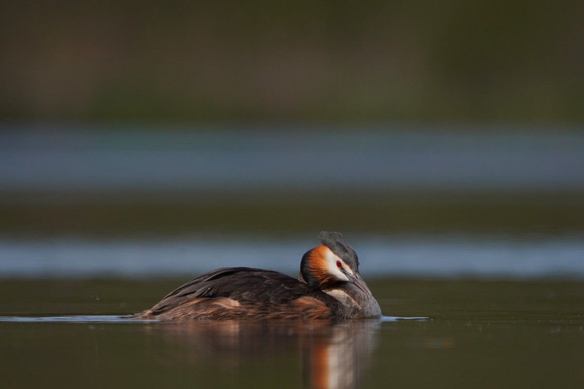 Great Crested Grebe - ML618021104