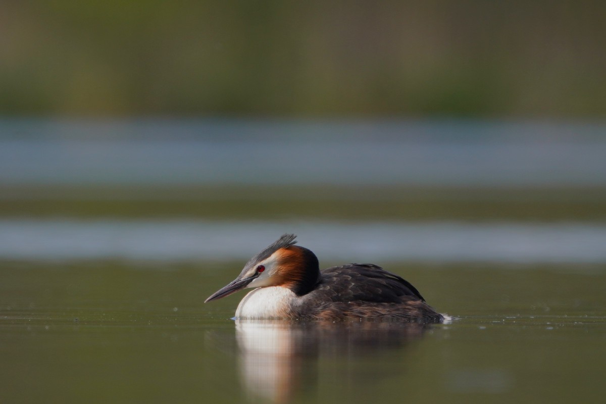 Great Crested Grebe - ML618021106