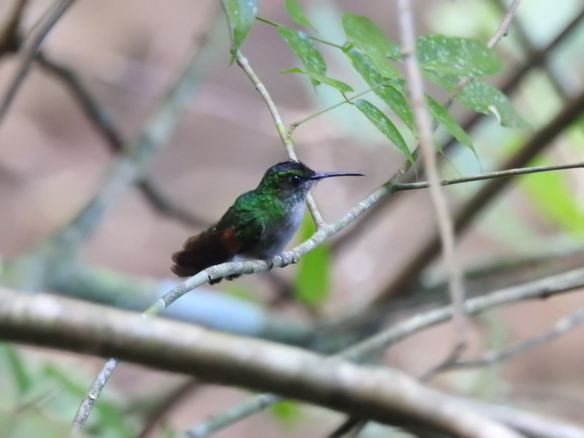 Stripe-tailed Hummingbird - Marco Costa